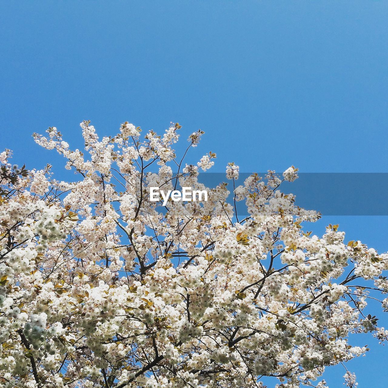 LOW ANGLE VIEW OF FLOWER TREE AGAINST BLUE SKY