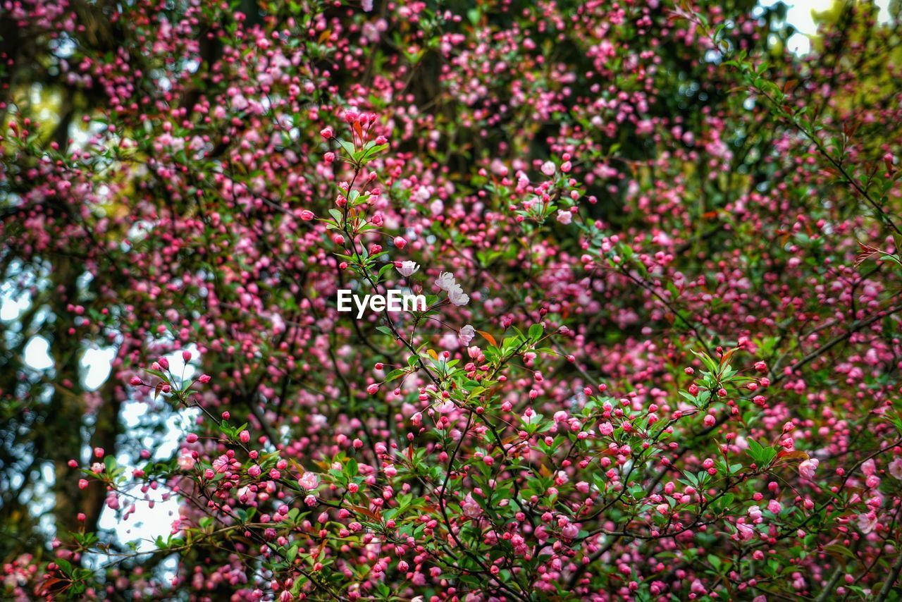 Close-up of pink flowers