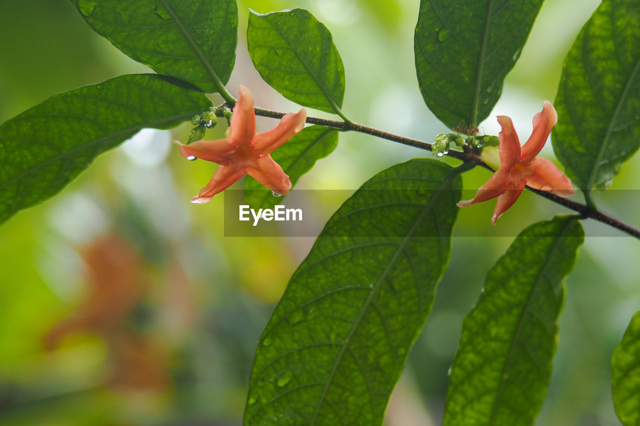 Close-up of red leaves on plant