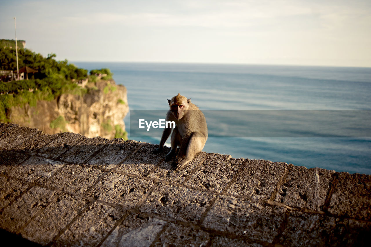 Monkey sitting on retaining wall by sea against sky