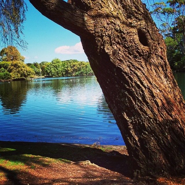 TREES BY LAKE