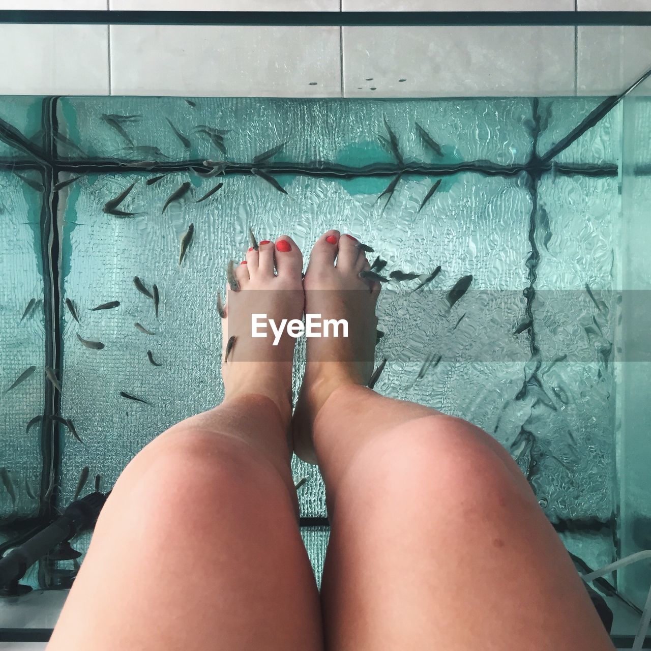 Low section of woman receiving fish massage in swimming pool