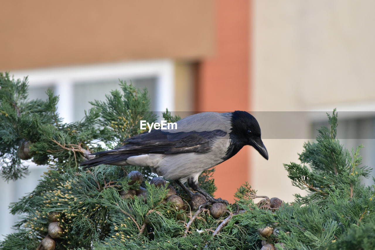 Close-up of bird perching on a tree