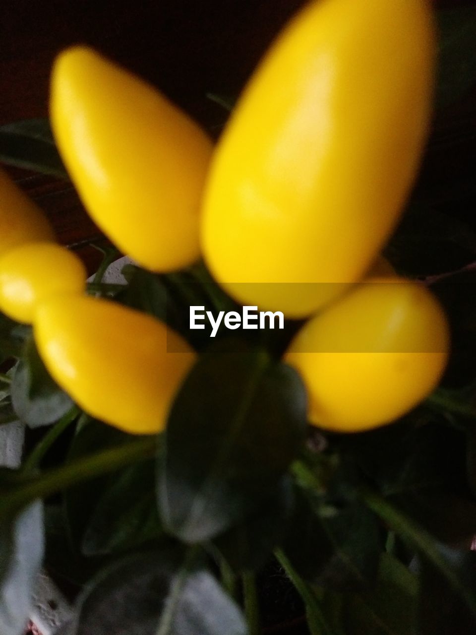 CLOSE-UP OF YELLOW FRUIT ON PLANT