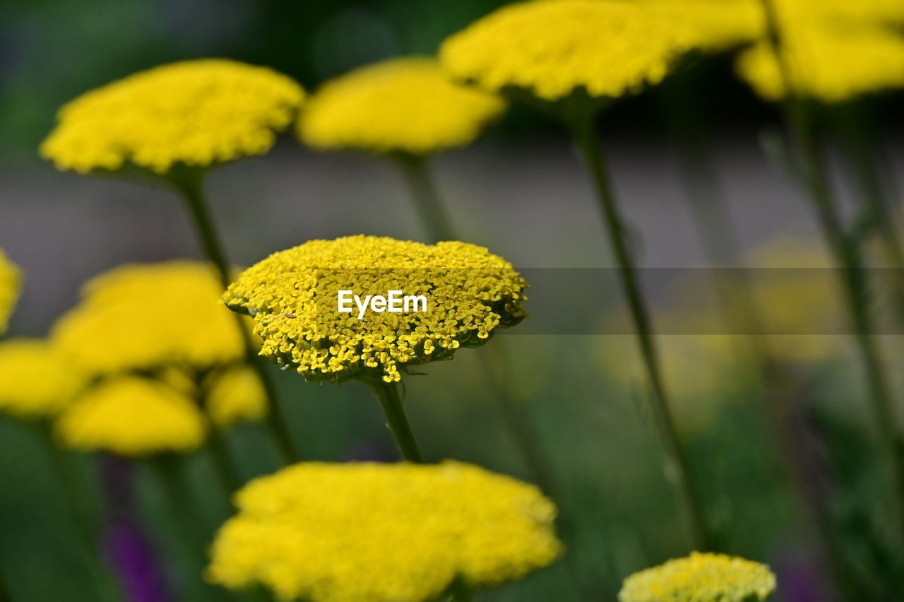 yellow, flower, flowering plant, plant, beauty in nature, freshness, growth, nature, close-up, common tansy, fragility, flower head, no people, focus on foreground, inflorescence, springtime, field, outdoors, macro photography, blossom, wildflower, selective focus, day, vibrant color, summer, green, meadow, petal, botany, environment, landscape, land