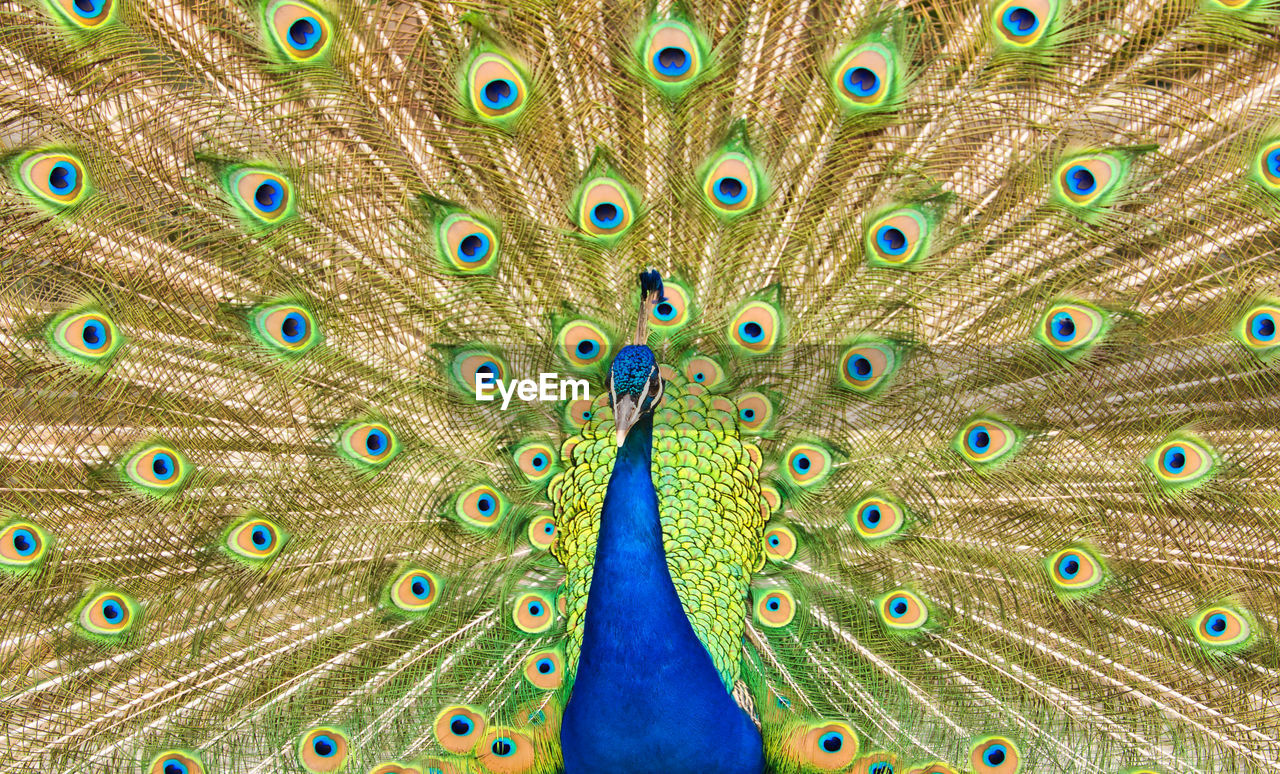 Close-up of peacock