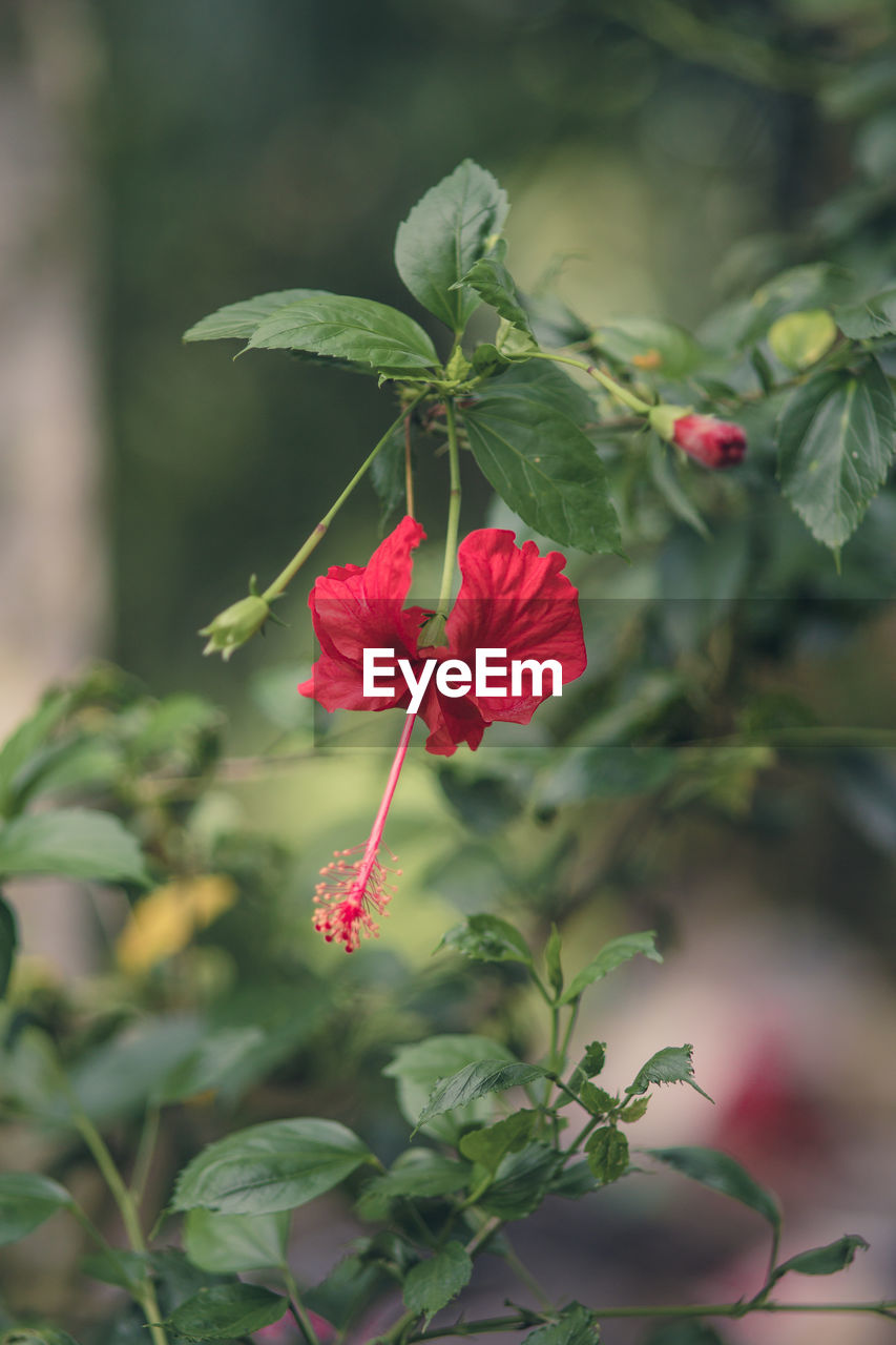 RED HIBISCUS BLOOMING OUTDOORS