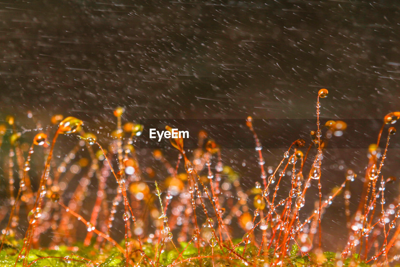 CLOSE-UP OF RAINDROPS ON PLANTS