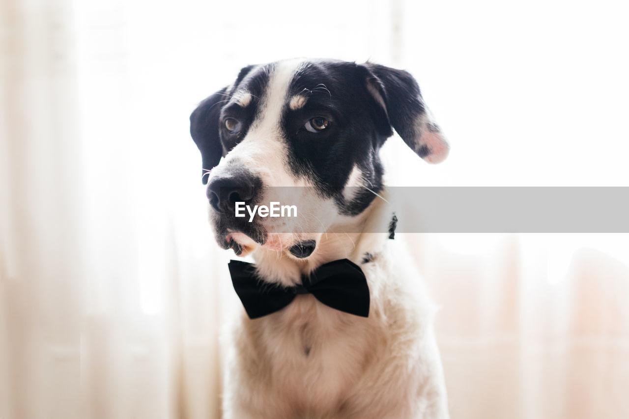 Labrador dog in a black bow tie. best friend concept.