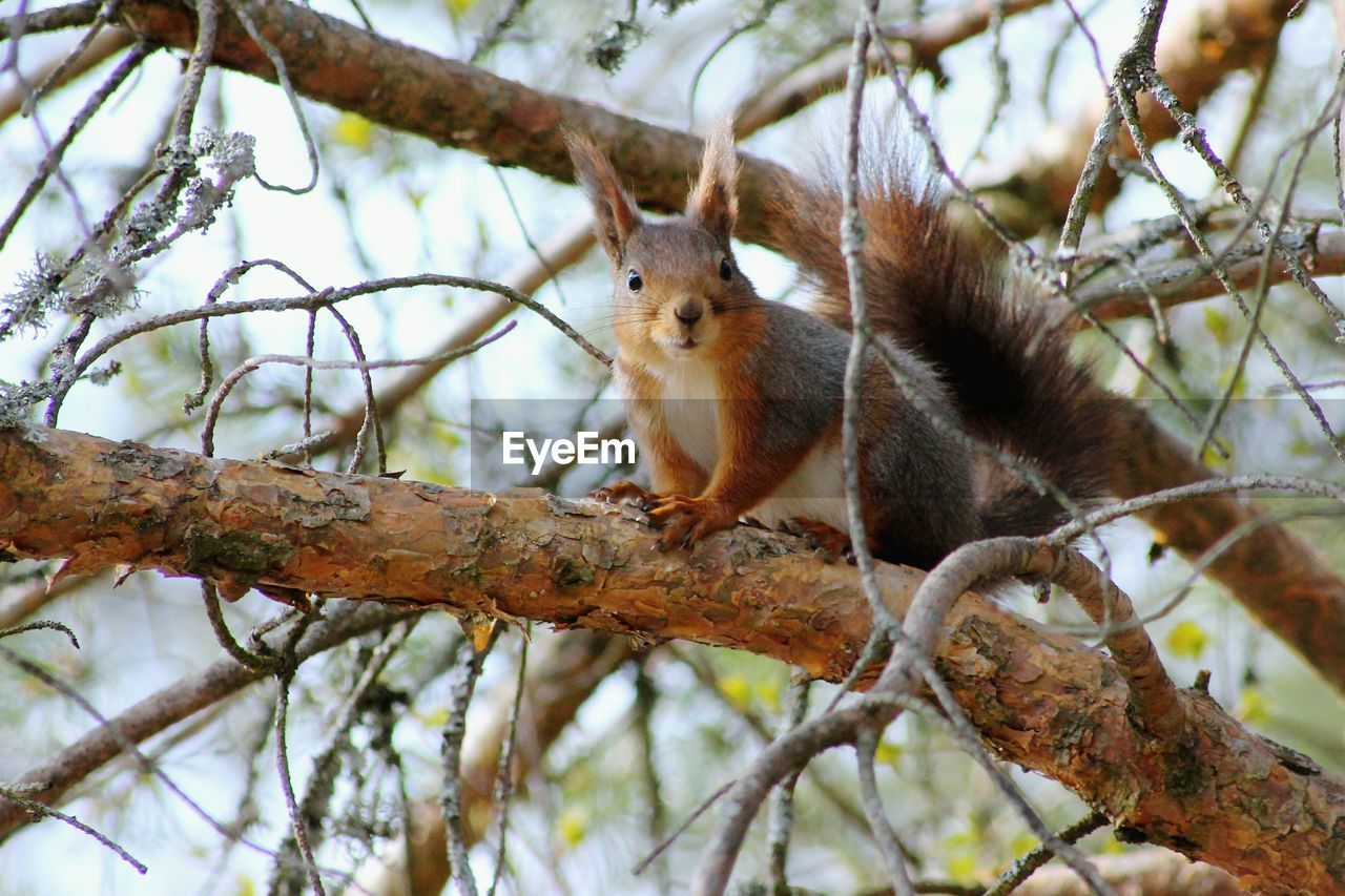 CLOSE-UP OF SQUIRREL ON TREE BRANCH