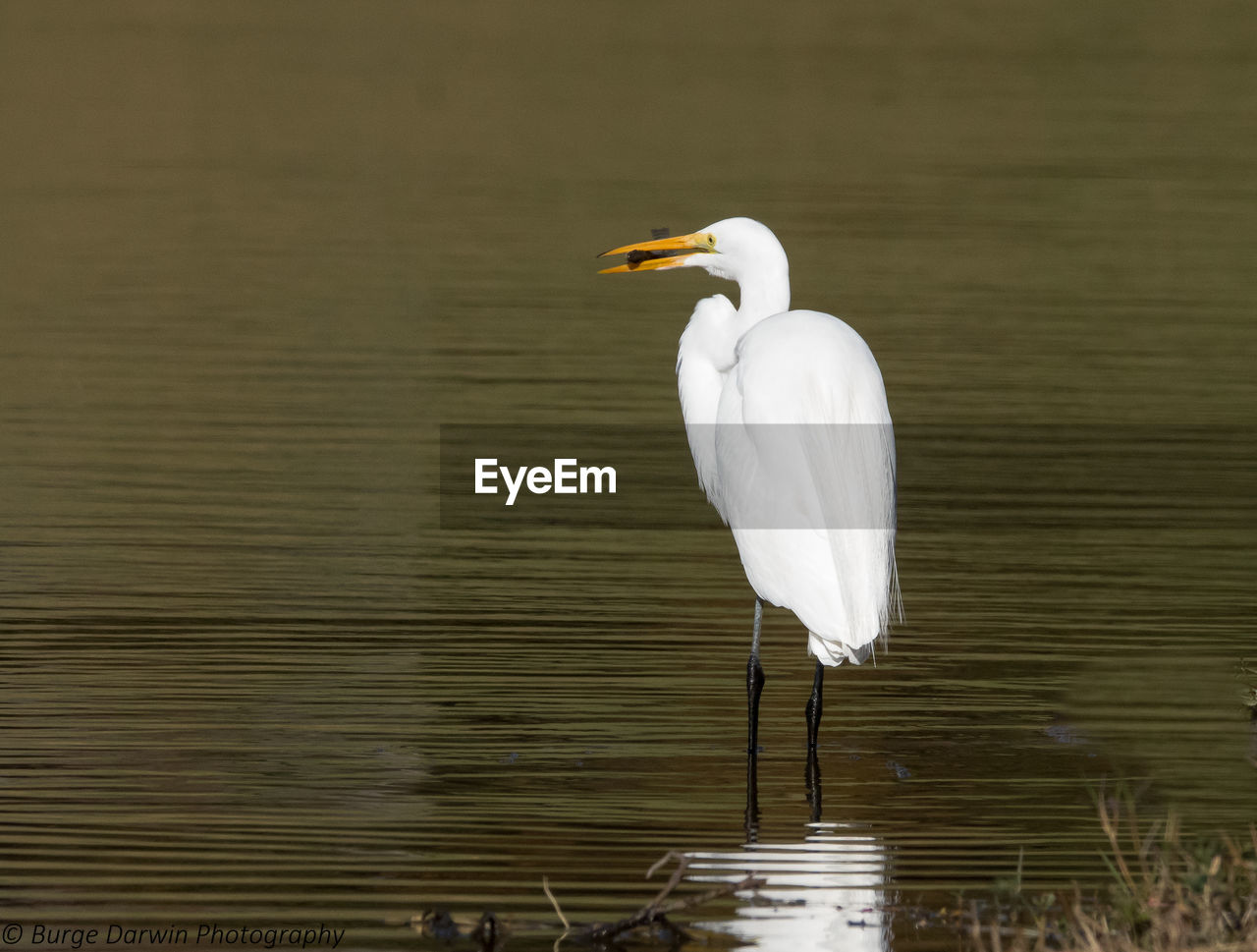 WHITE HERON ON LAKE