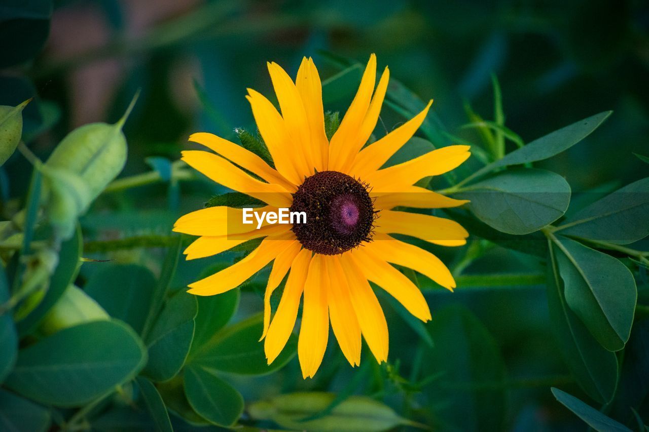 CLOSE-UP OF YELLOW FLOWER BLOOMING