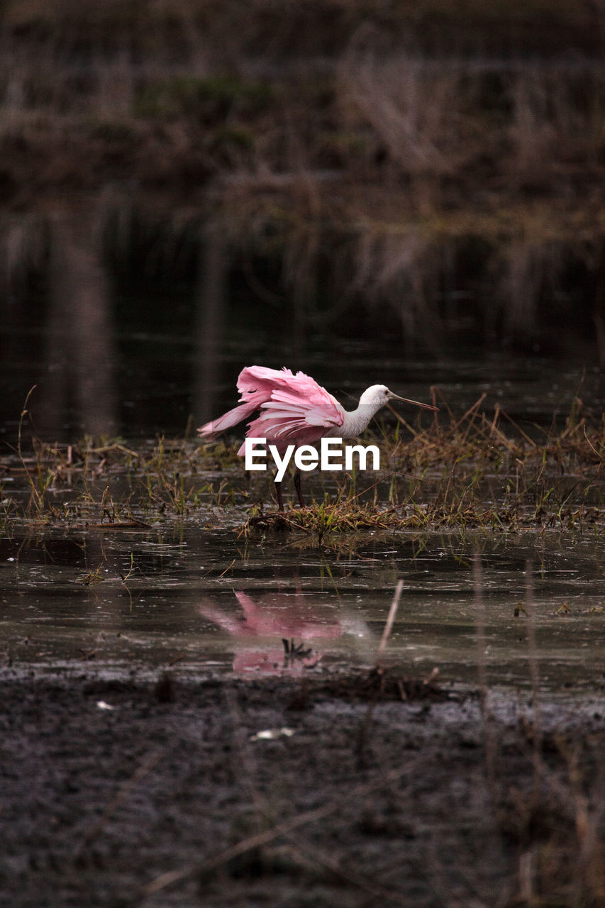 BIRD FLYING OVER LAKE