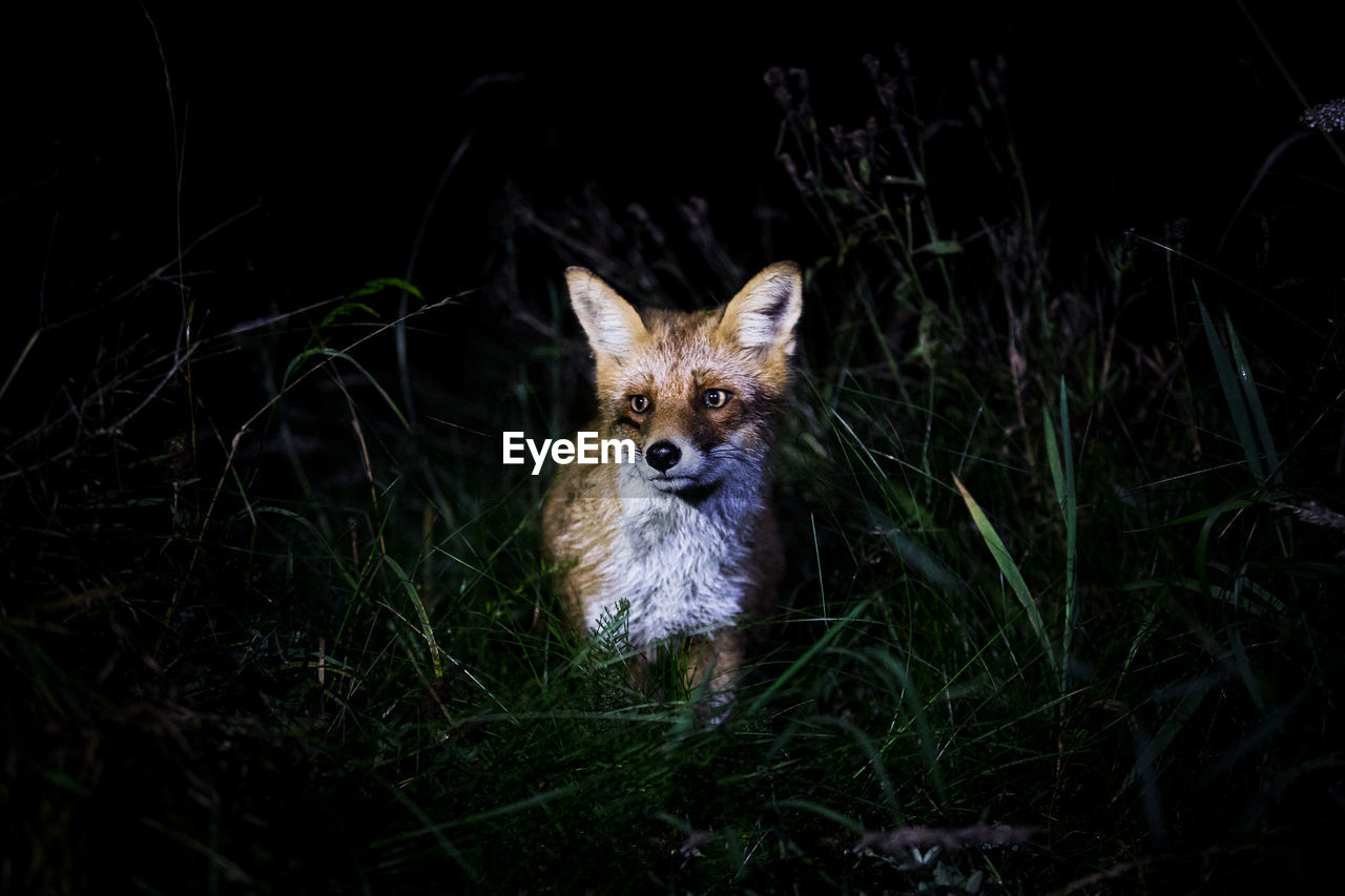 Fox amidst grass at night