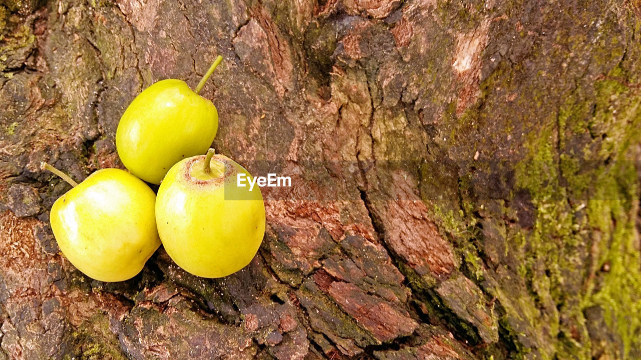 CLOSE-UP OF YELLOW FRUIT