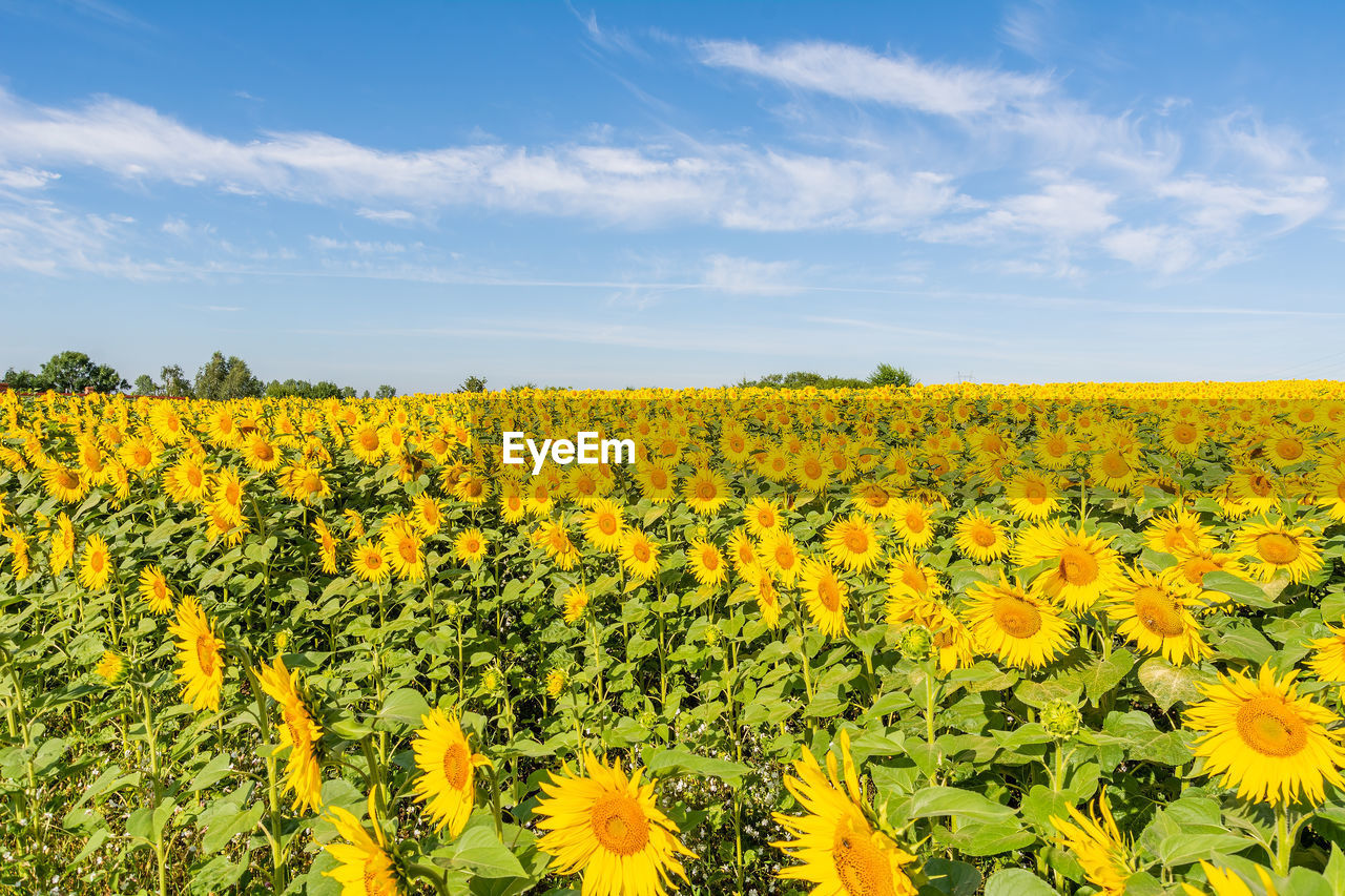 SCENIC VIEW OF SUNFLOWERS AGAINST SKY