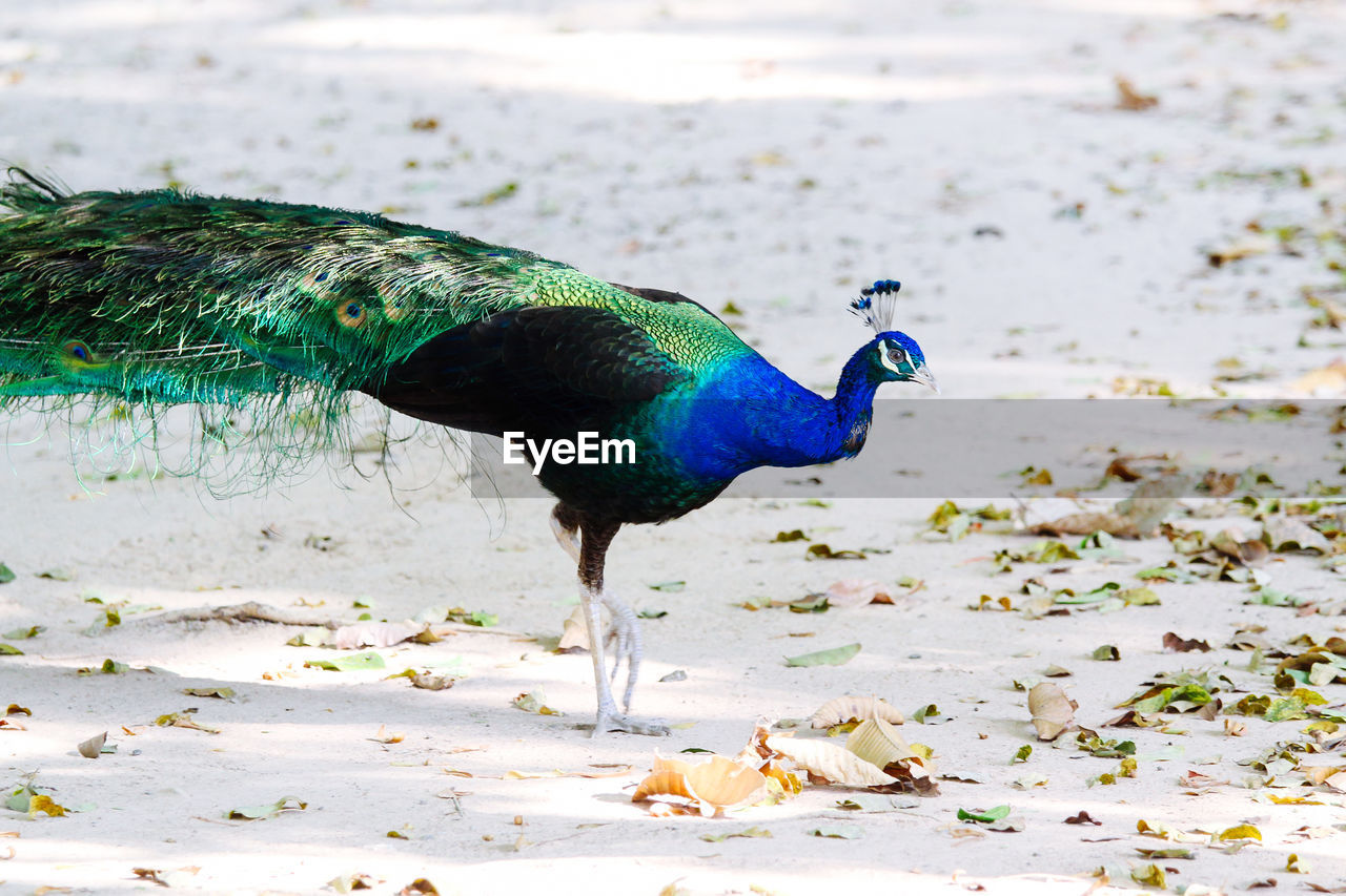 CLOSE-UP OF PEACOCK EATING