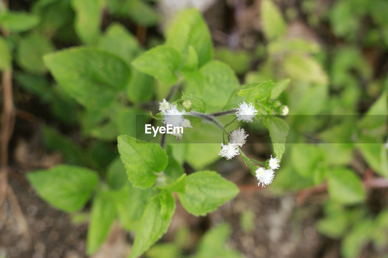 CLOSE-UP OF PLANT