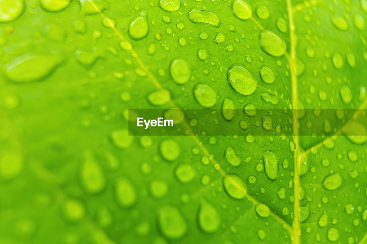 CLOSE-UP OF WATER DROPS ON LEAF