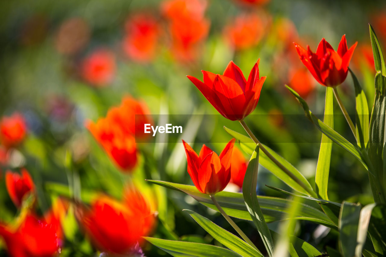 Close-up of red tulips plants on field