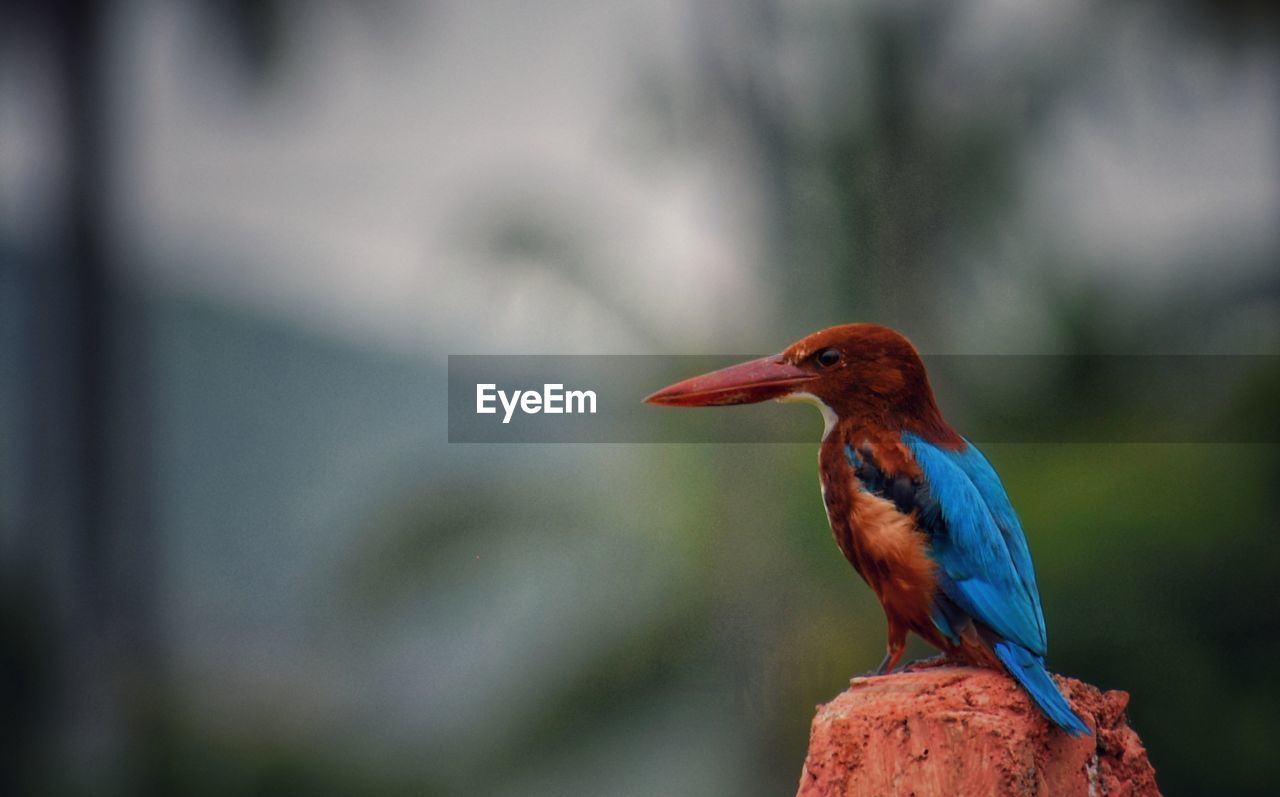 CLOSE-UP OF BIRD PERCHING ON OUTDOORS