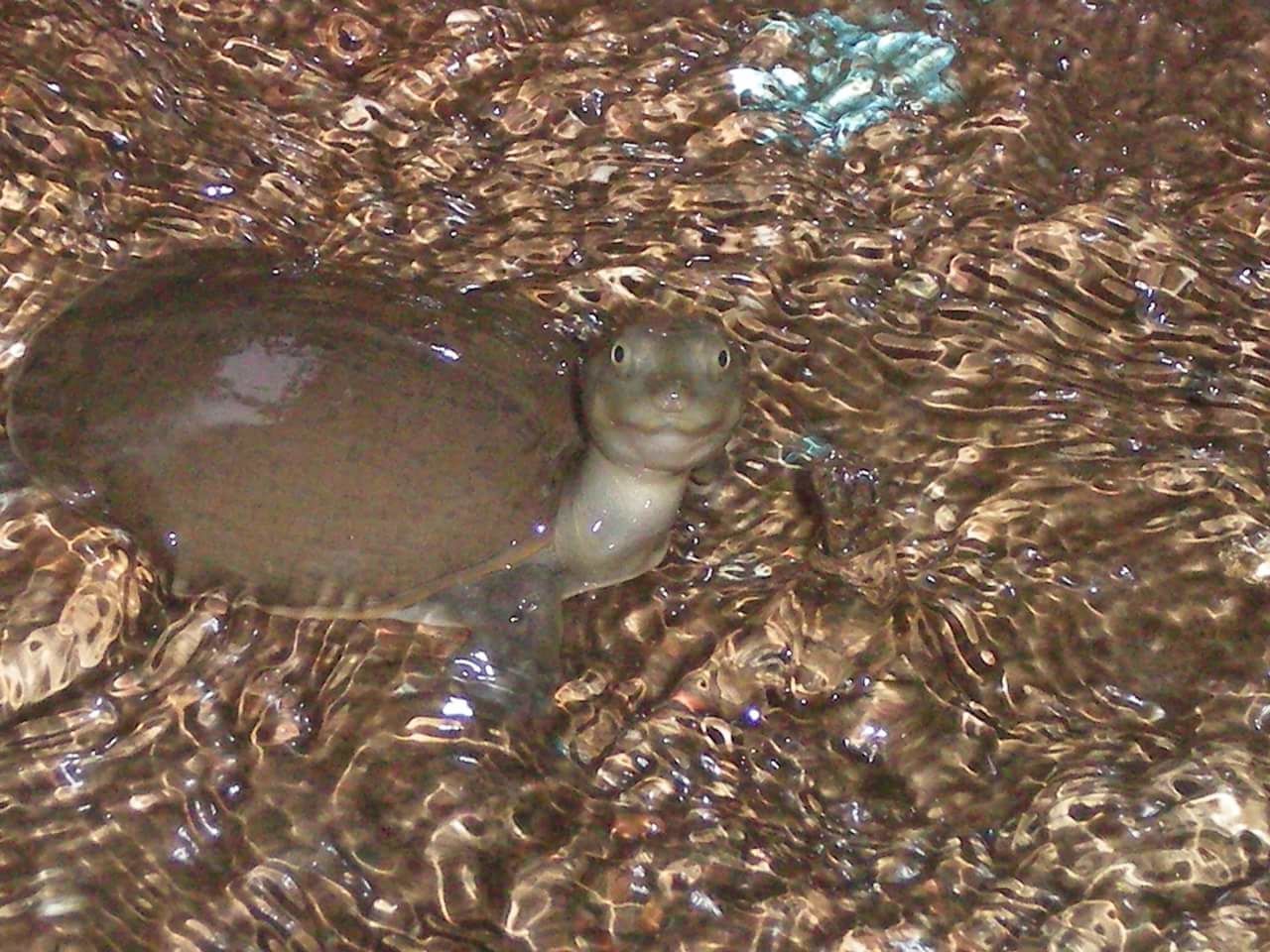 CLOSE-UP HIGH ANGLE VIEW OF WATER IN SHALLOW