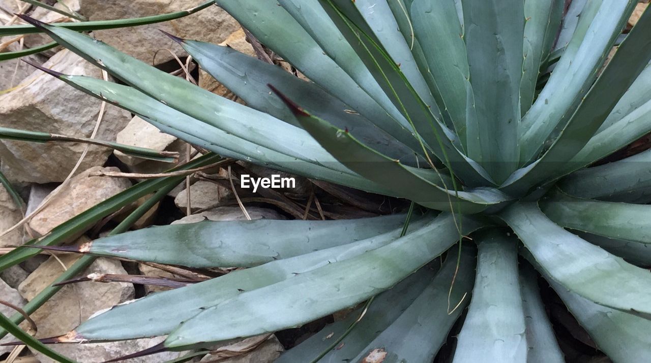 CLOSE UP OF LEAVES