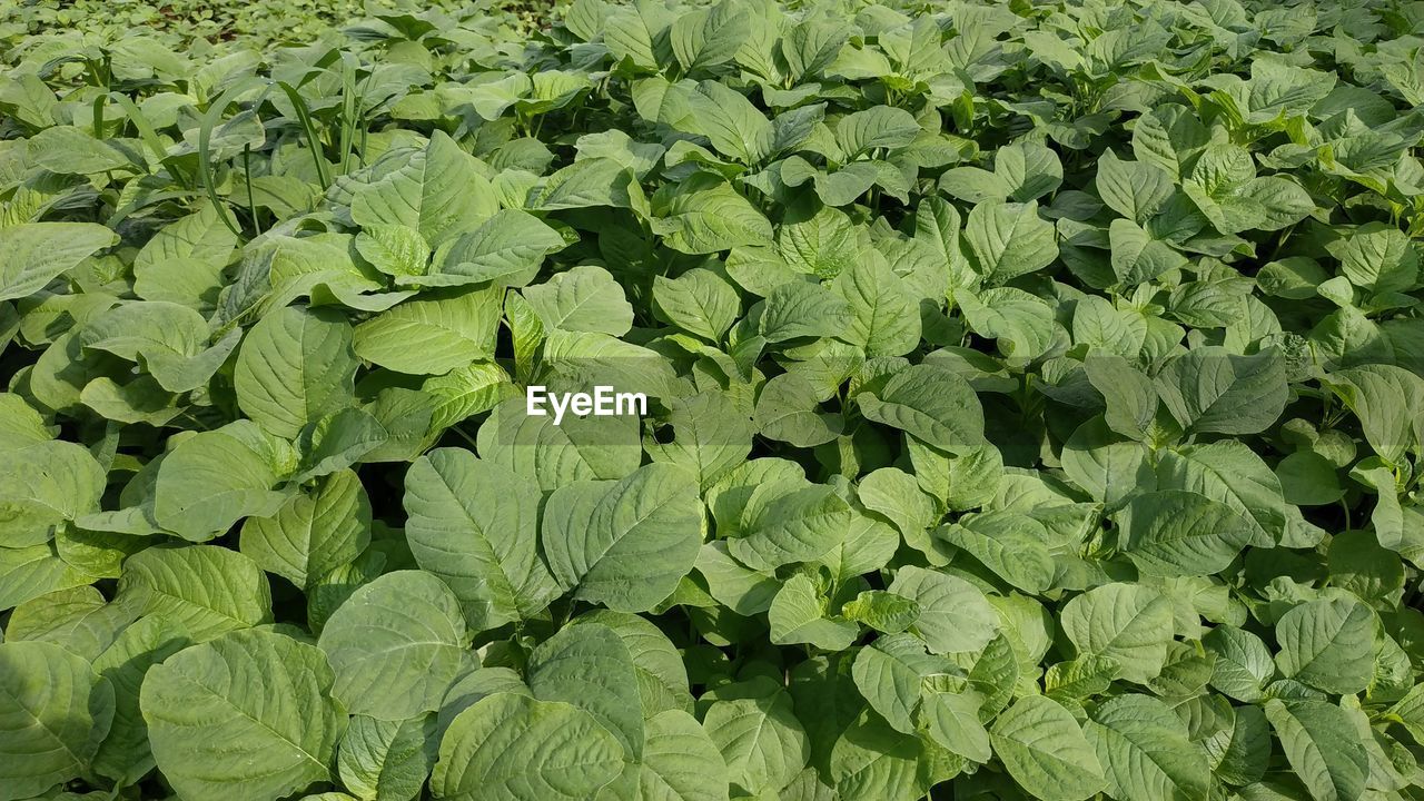 green, leaf, plant part, growth, plant, full frame, vegetable, nature, backgrounds, freshness, field, no people, food and drink, beauty in nature, food, land, produce, agriculture, day, herb, healthy eating, flower, outdoors, crop, farm, leaf vegetable, foliage, abundance, wellbeing, high angle view, lush foliage, landscape, rural scene, close-up, collard greens, tranquility