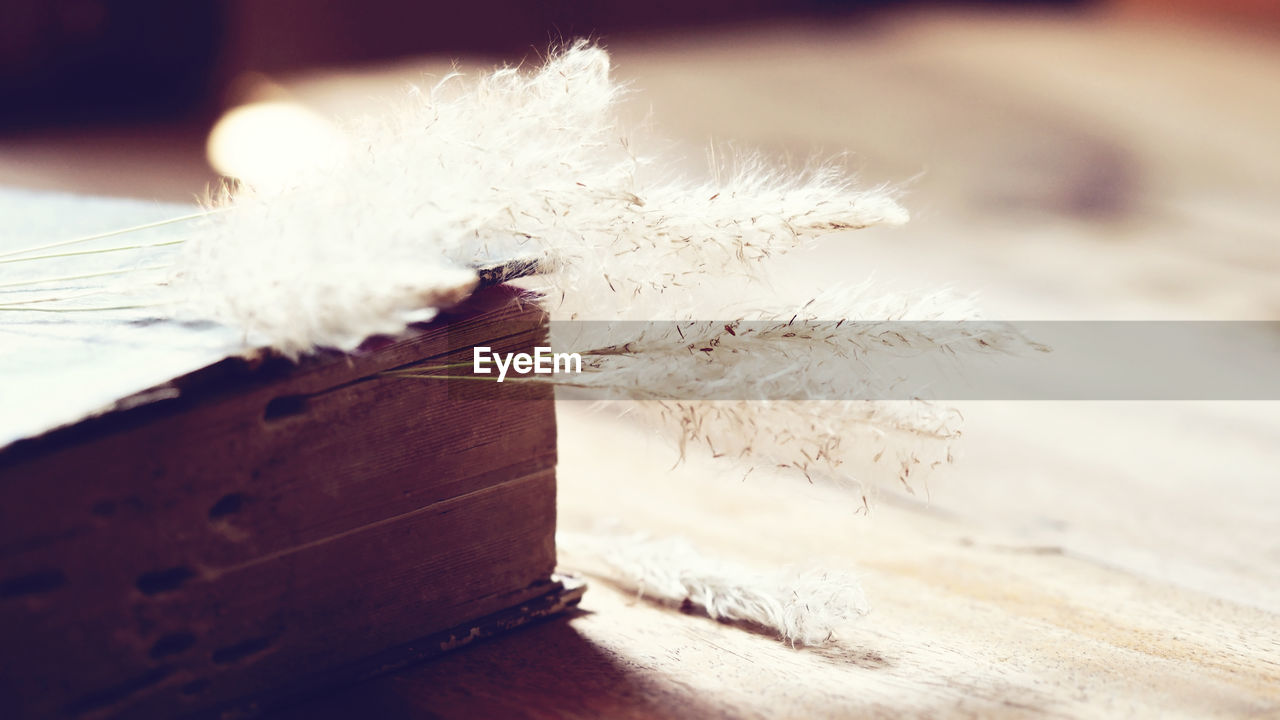 CLOSE-UP OF FEATHER AGAINST WHITE TABLE