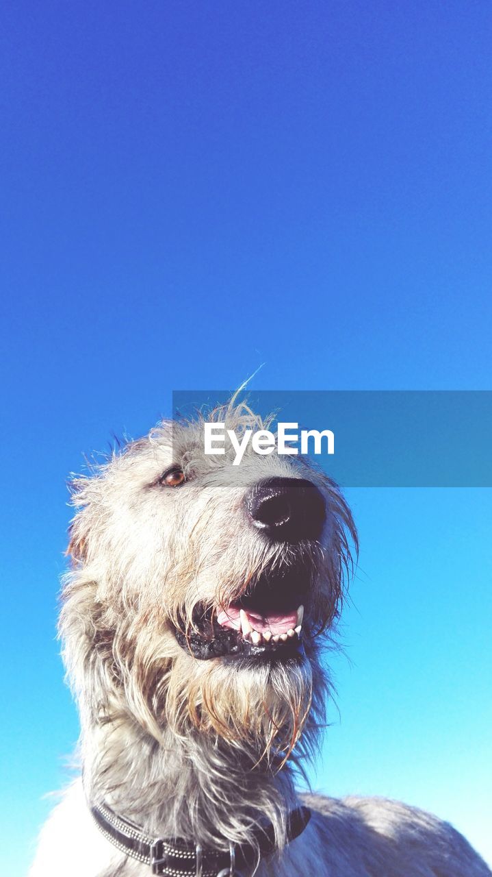 LOW ANGLE VIEW OF DOG AGAINST CLEAR BLUE SKY