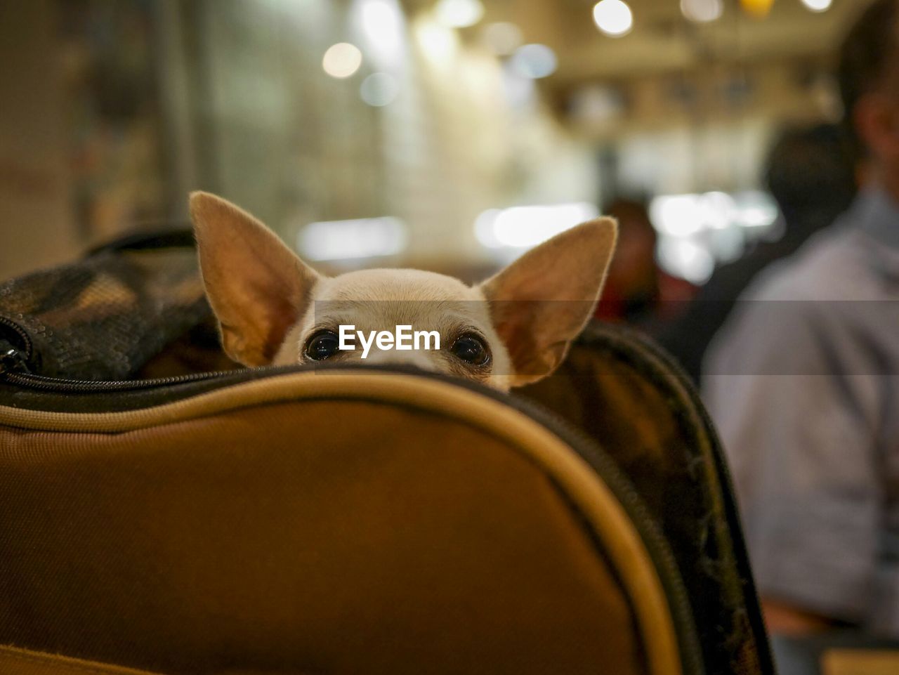 Portrait of dog in luggage at airport