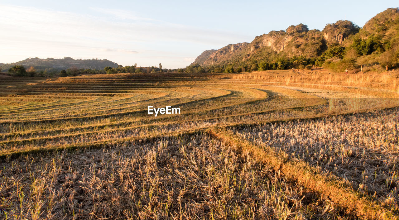 Scenic view of agricultural field against sky