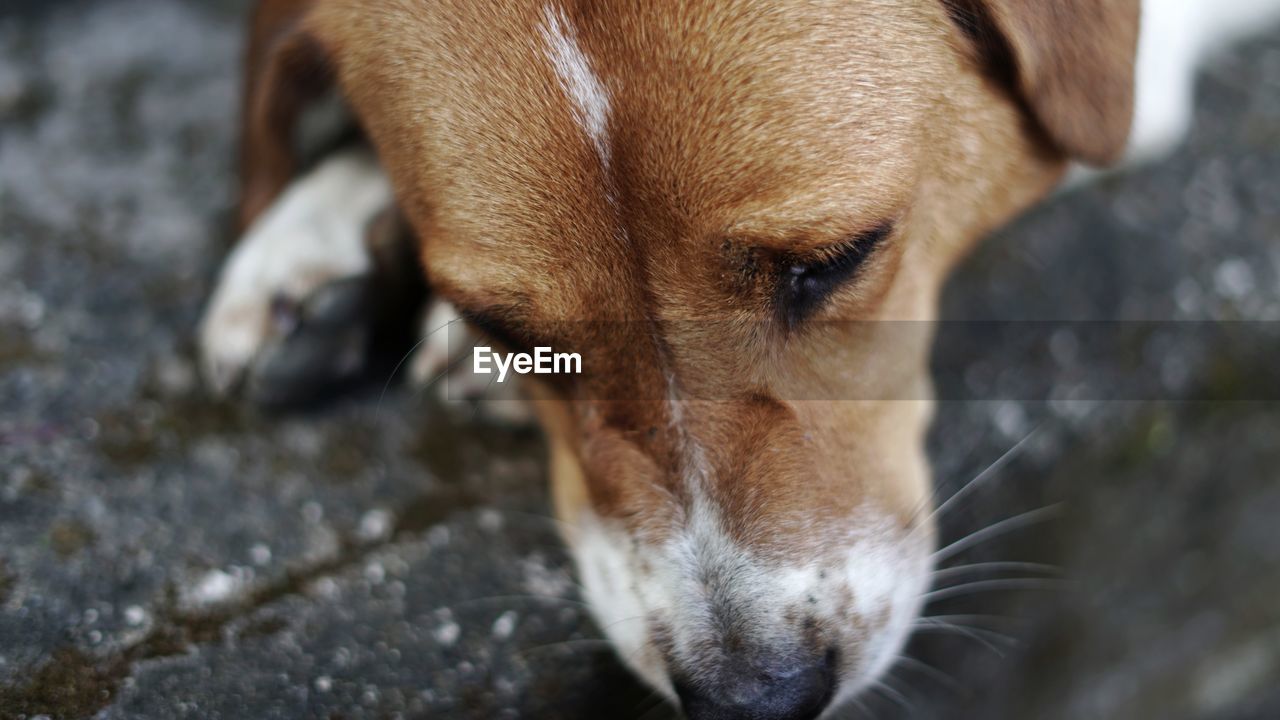 CLOSE-UP PORTRAIT OF DOG WITH MOUTH OPEN