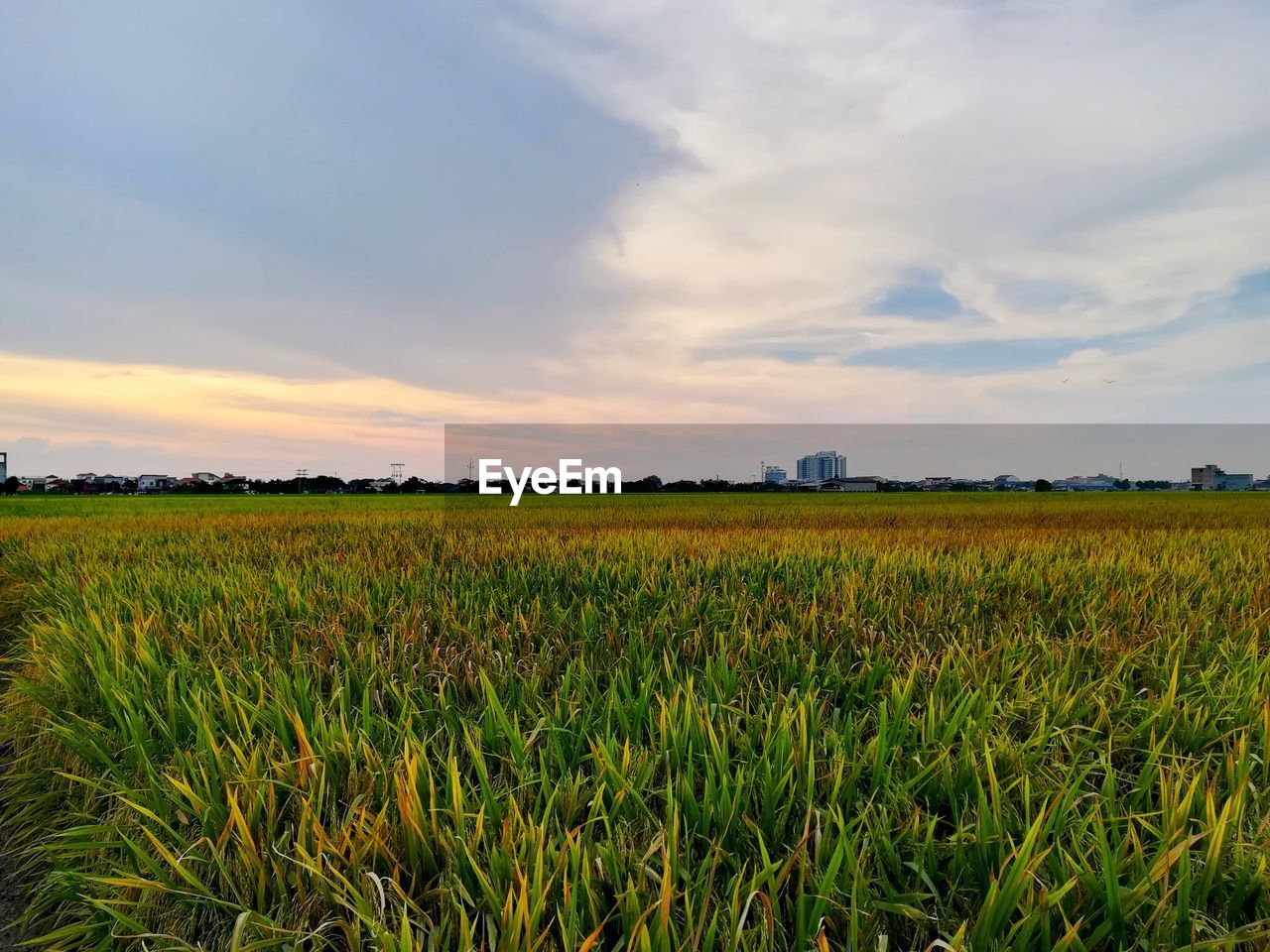 SCENIC VIEW OF CROP FIELD AGAINST SKY