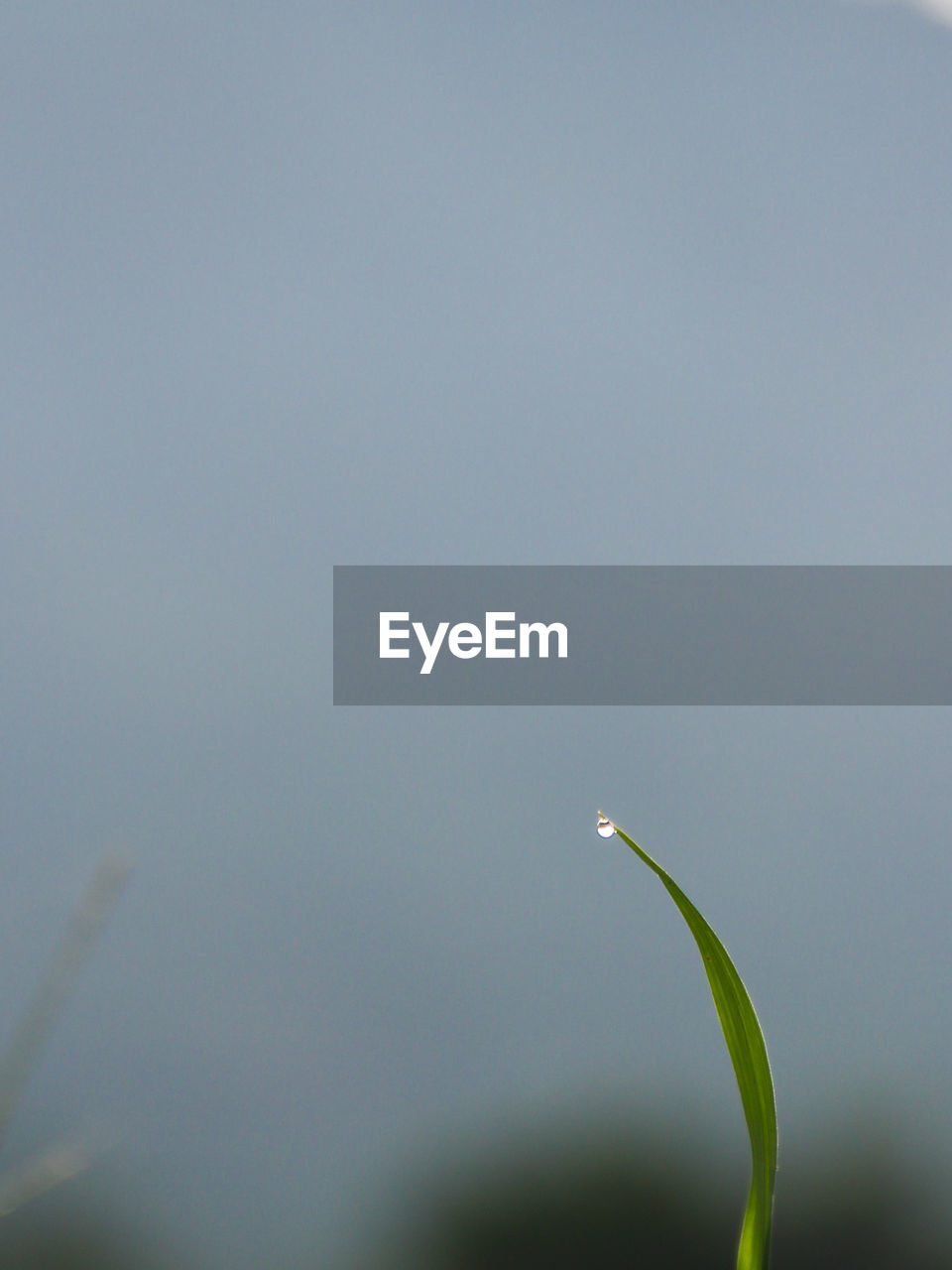 CLOSE-UP OF PLANTS AGAINST SKY