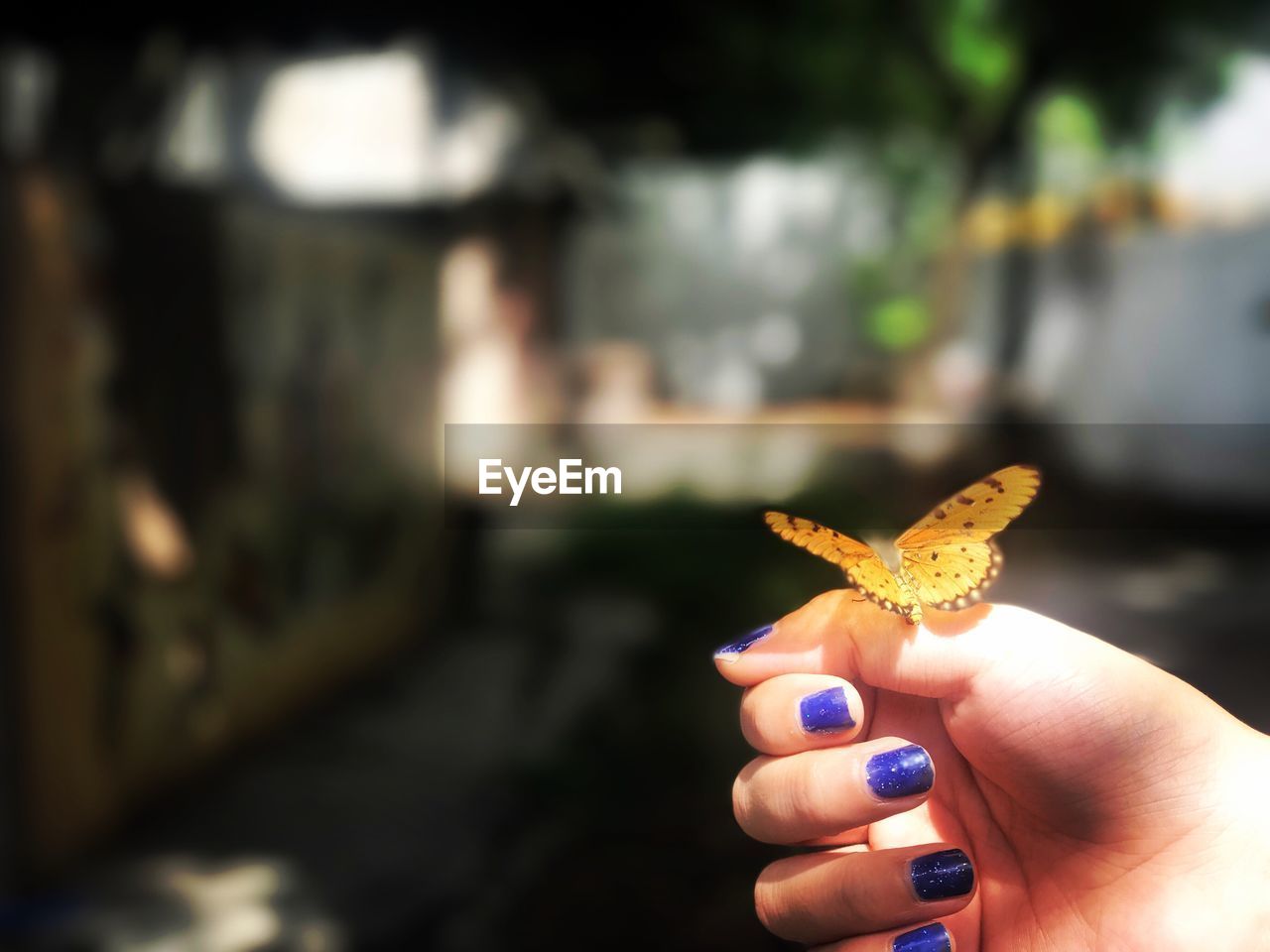 CLOSE-UP OF HAND HOLDING BUTTERFLY ON LEAF