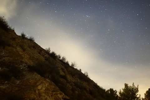 LOW ANGLE VIEW OF TREES AT NIGHT