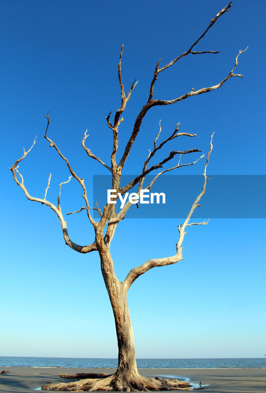 Tree by sea against clear sky