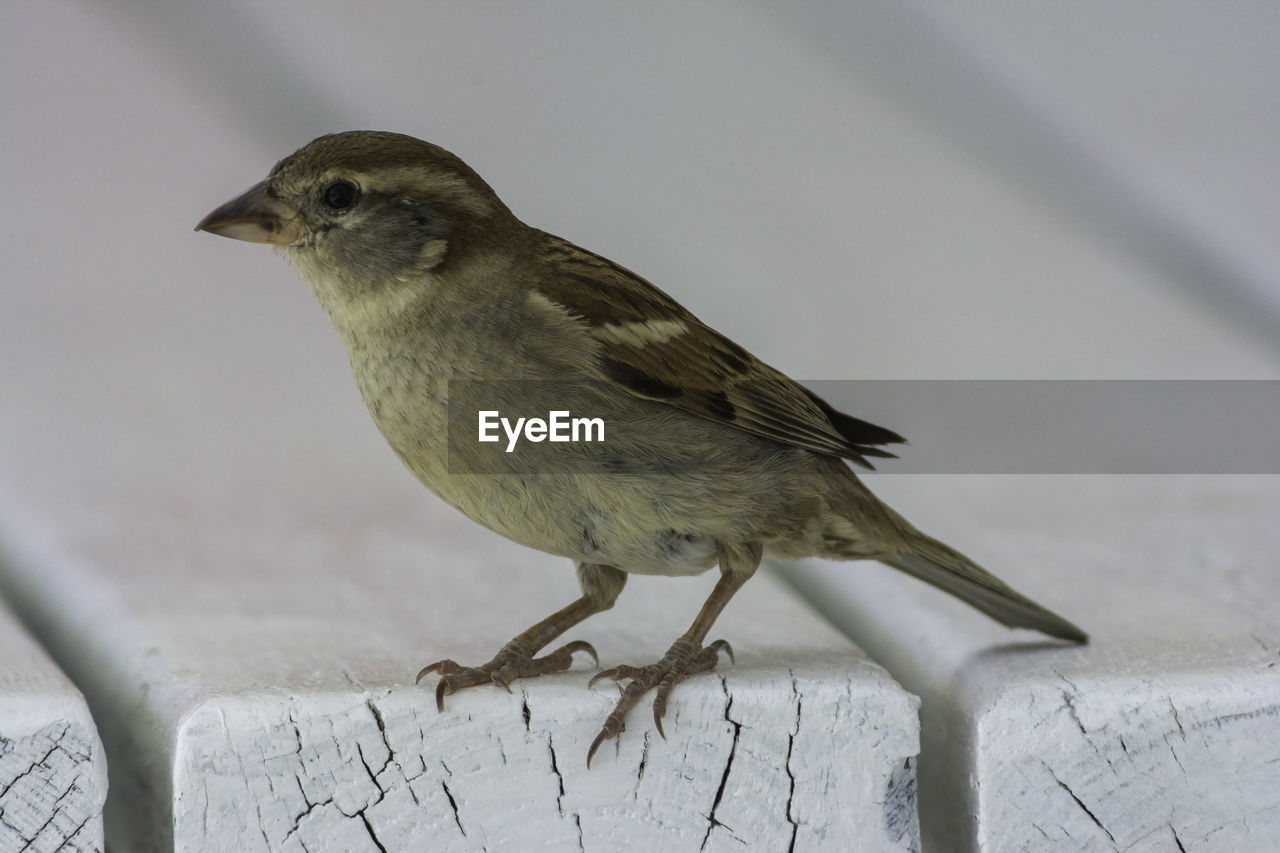 Close-up of bird perching on wood