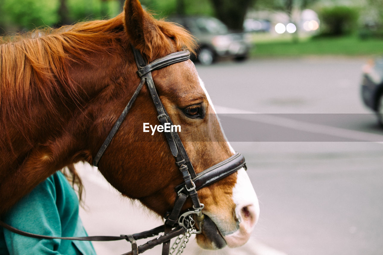 Close-up of horse