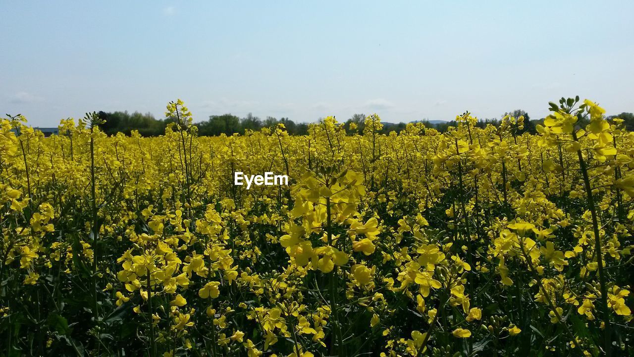 Scenic view of crop in field