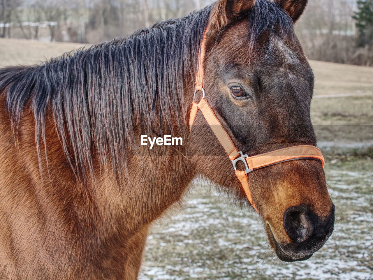 Brown horse head. horse walks in the farm meadow or field.