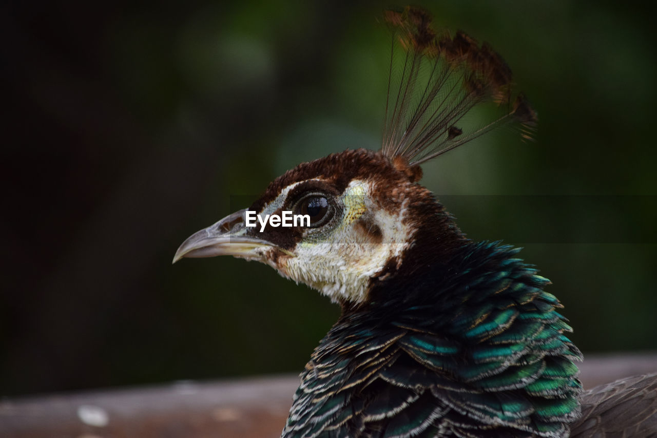 Close-up of peacock looking away