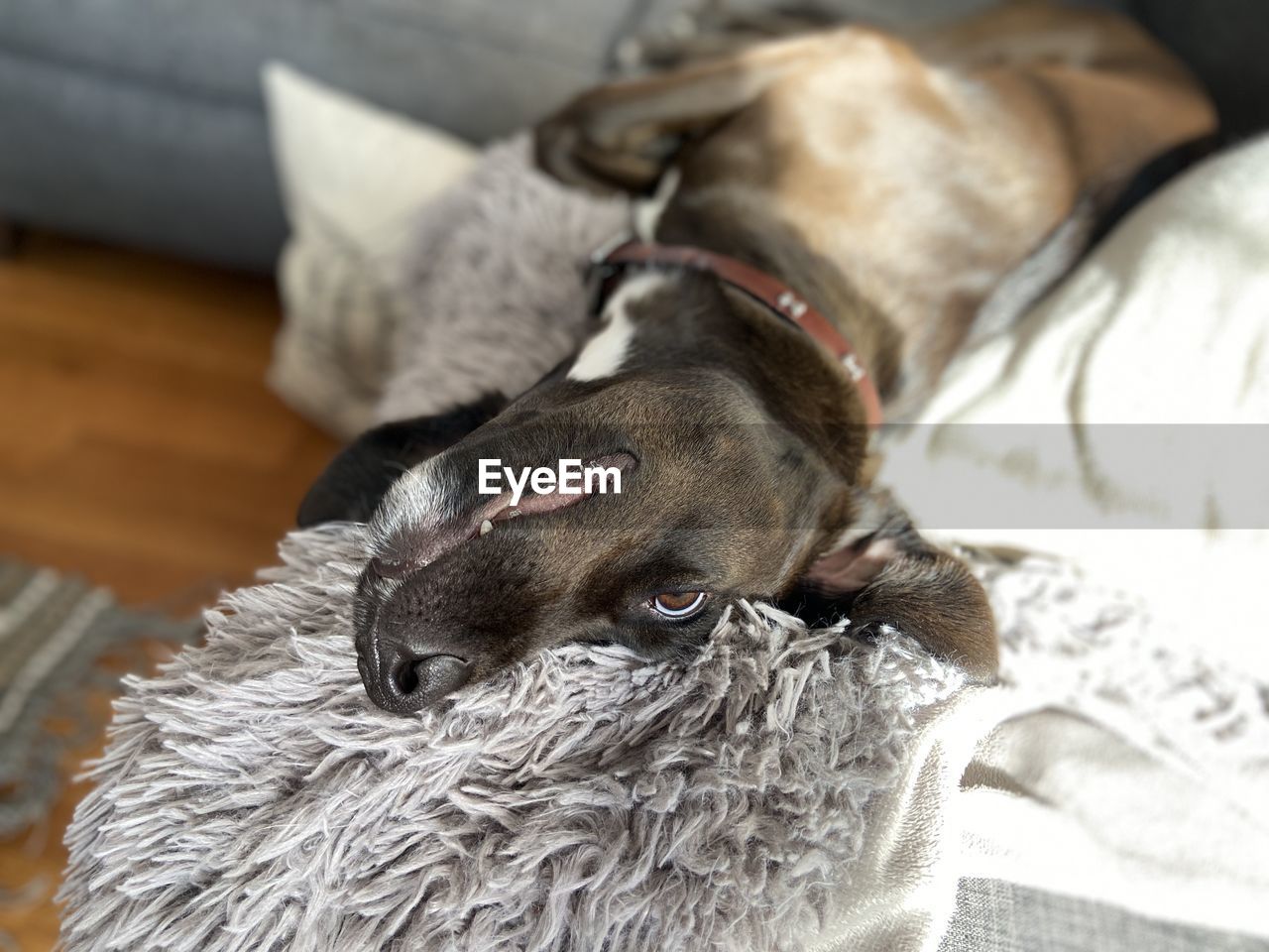 CLOSE-UP OF A DOG LYING ON BED AT HOME