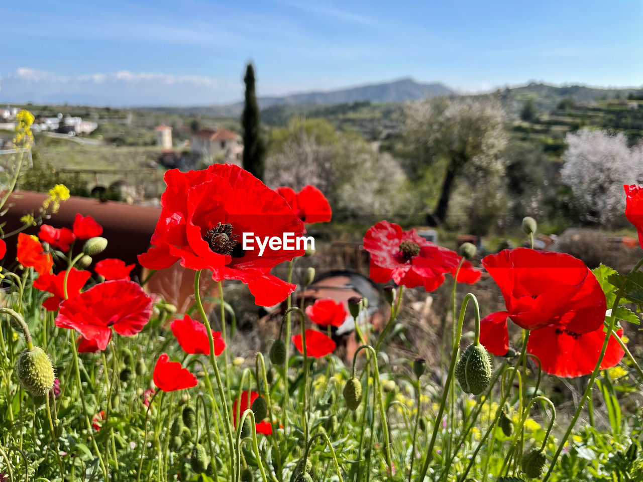 Close-up of red poppy flowers in field