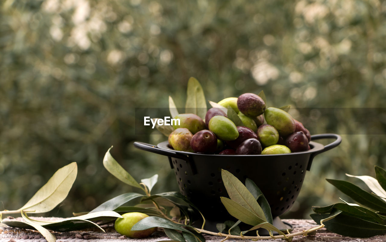 Close-up of fruits in container