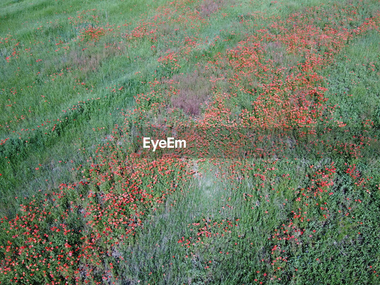 FULL FRAME SHOT OF FLOWERING PLANTS ON FIELD