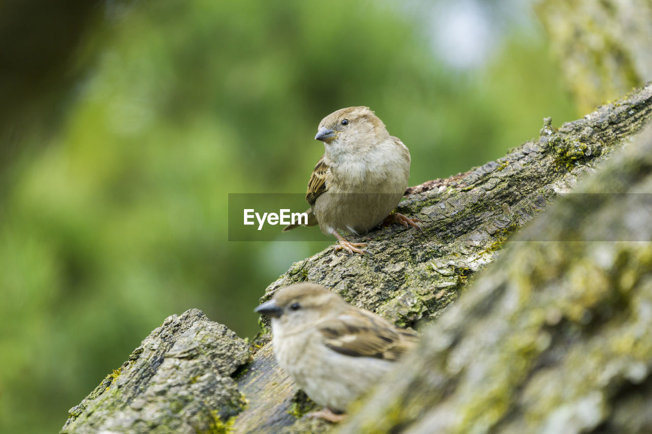 CLOSE-UP OF BIRD PERCHING ON TREE TRUNK