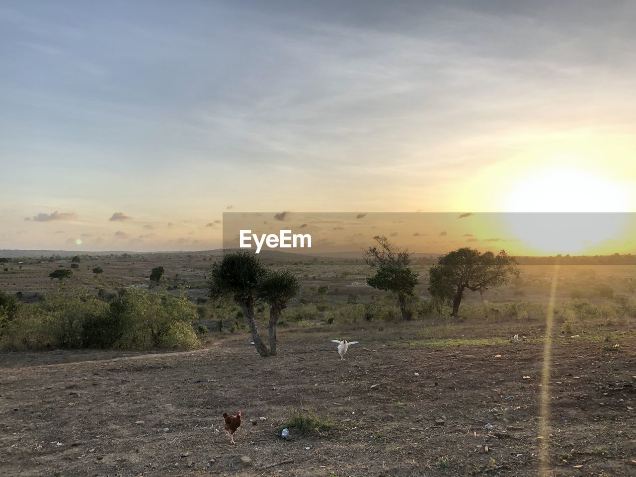 VIEW OF BIRDS ON LAND AGAINST SKY
