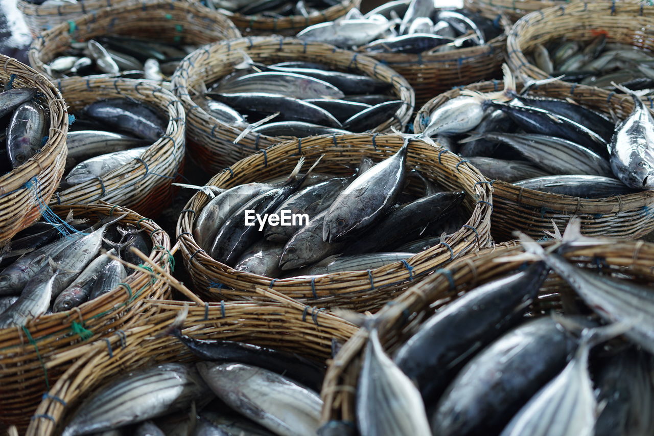 Fresh skipjack tuna at fishing harbour for sale